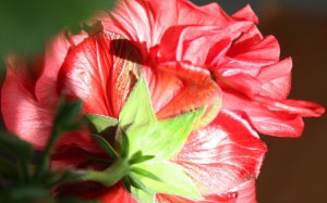 Spring, March, rose, flowers
