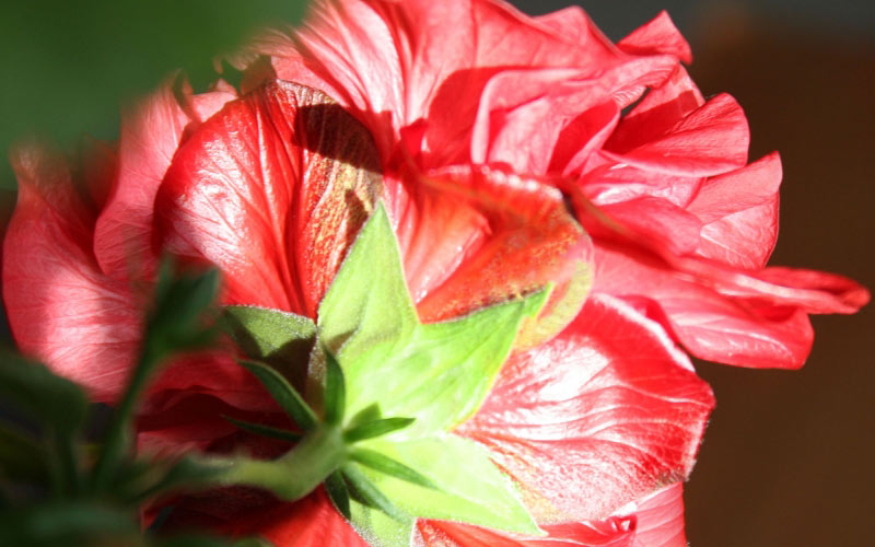 Spring, March, rose, flowers