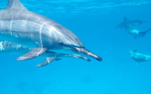 dolphin, ocean, sea, water, nature, marine, aquatic