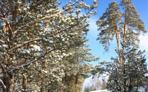 trees, sky, landscape, snow, pine, winter, path