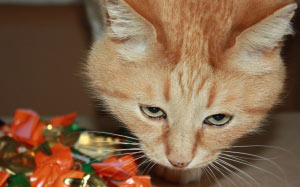 cats, pets, red cat