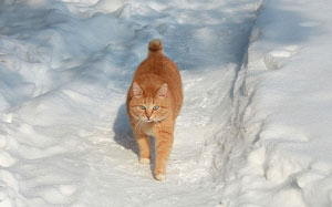 winter, cat, pets, snow, February, nature, animals