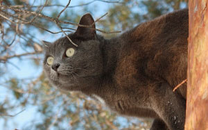 branches, animals, winter, cats, cat, pine, nature, February, pets