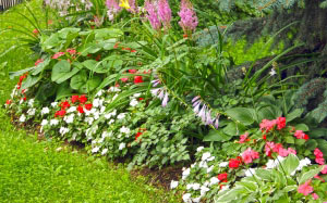 greens, flowerbed, summer, flowers, nature