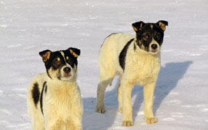 winter, snow, dogs, puppies, animals