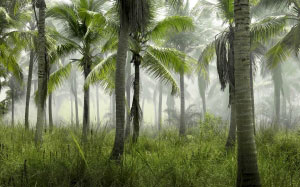 palm trees, grass, nature, tropical, exotic, forest, foliage, summer, vacation, landscape, island, paradise
