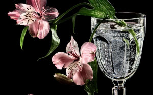 Alstroemeria, still life, flowers