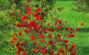 quince, japonica, spring, bushes, March, park, nature, plants, flora, chaenomeles, flowers