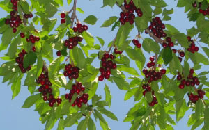 June, summer, nature, garden, flora, fruit, cherry, berry