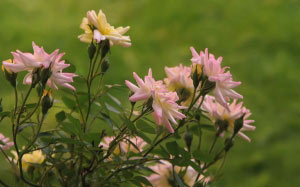 spring, may, nature, plants, roses, flowers, flora