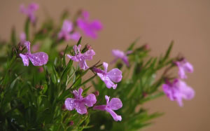 April, spring, lobelia, macro, nature, plants, flora, flowers