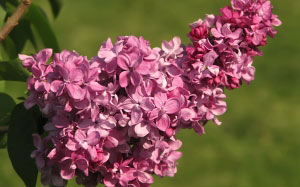 lilac, flowers, nature, spring