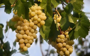 grapes, vines, plants, garden, flora, fruit, berries