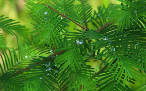 tree, summer, plants, flora