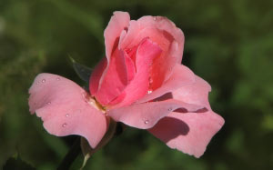 spring, nature, plants, rose, garden, flora, flowers