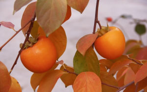trees, autumn, fruits, nature, plants, flora, fruit, persimmon