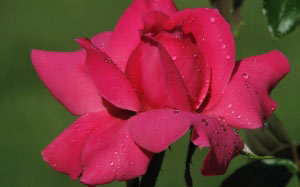 nature, plants, rose, roses, garden, flora, flowers