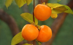 autumn, plants, garden, flora, fruit, persimmon
