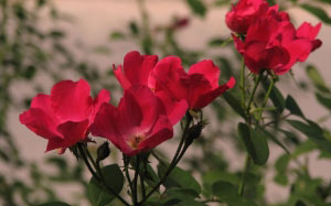 nature, plants, rose, rose polyanthus, roses, flora, flowers