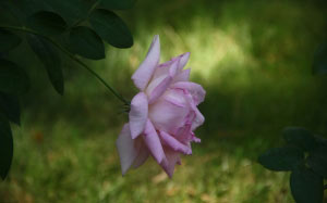 autumn, nature, plants, rose, roses, garden, September, flora, flowers