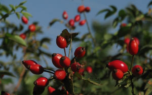 bush, nature, plants, garden, flora, wild rose