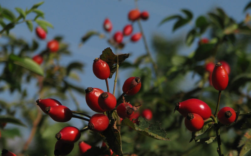 bush, nature, plants, garden, flora, wild rose