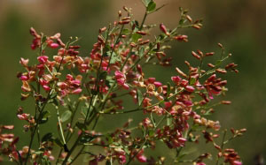 camel thorn, June, summer, macro, nature, plants, flora, flowers