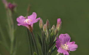June, summer, macro, nature, plants, flora, flowers