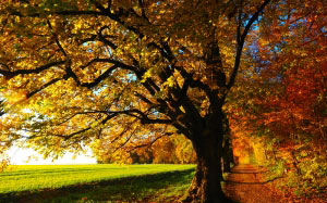 tree, sun, field, sunset, autumn, leaves, sunny, colorful, fall color, fall foliage, lime tree, road, forest, nature, meadow, forest path