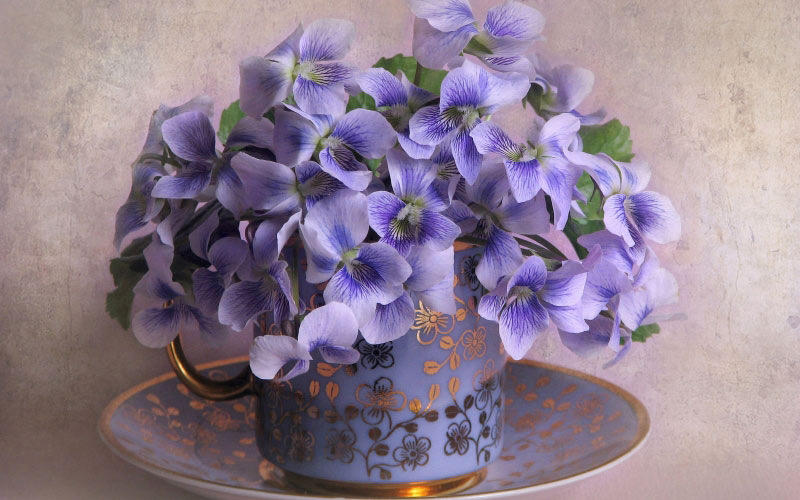 April, spring, still life, cards, plants, violets, flowers