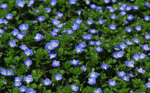 Veronica, Spring, March, nature, plants, flora, flowers