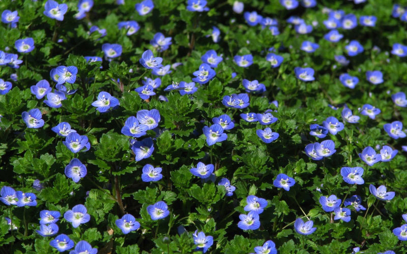 Veronica, Spring, March, nature, plants, flora, flowers