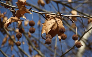 spring, tree, Platanus orientalis, nature, plants, flora, sycamore