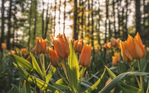 nature, forest, woods, flowers