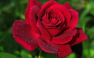 summer, macro, nature, plants, rose, roses, flora, flowers