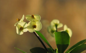 houseplants, potted plants, macro, milkweed, nature, plants, flora, flowers