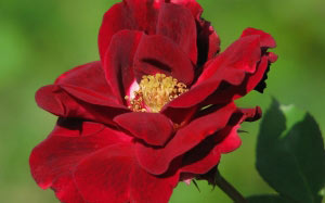 autumn, nature, plants, roses, flora, flowers