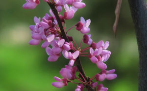 spring, Judas tree, nature, plants, flora, flowering, flowers, tsersis
