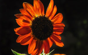 summer, macro, sunflower, nature, plants, flora