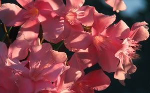 summer, oleander, nature, plants, flora, flowers