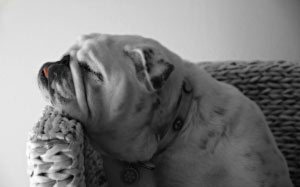 animal, dog, bulldog, pet