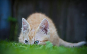 cat, grass, animal, kitten, pet