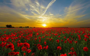 sunset, poppy field, sun, nature, horizon, landscape