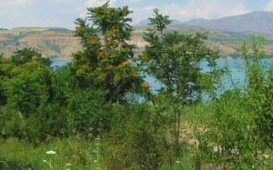 mountain, summer, landscape, nature, plants, Tashkent, Tien Shan, Uzbekistan, flora, Charvak