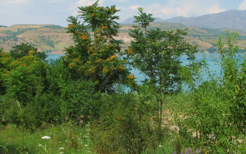 mountain, summer, landscape, nature, plants, Tashkent, Tien Shan, Uzbekistan, flora, Charvak