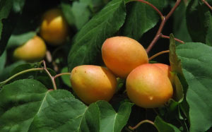 apricots, trees, summer, nature, plants, garden, flora, fruit