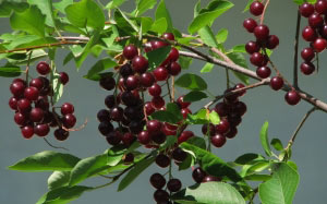 trees, summer, macro, nature, plants, Tashkent, Uzbekistan, flora, bird cherry, berries