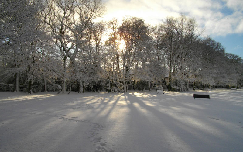 trees, ice, snow, scenic, sun, winter, tree, light and sun