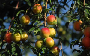 plum trees, food, summer, nature, plants, Tashkent, Uzbekistan, fruits, berries