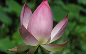 beauty, summer, lotus, macro, nature, plants, Tashkent, Uzbekistan, flowers, flora
